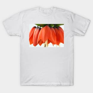 Fritillaria imperialis  &#39;Rubra&#39;  Crown imperial  Fritillary T-Shirt